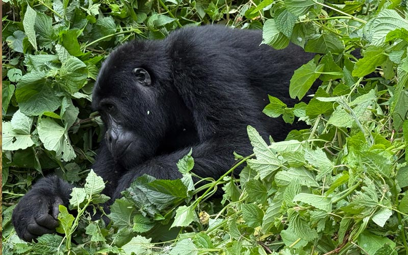 Mountain Gorillas