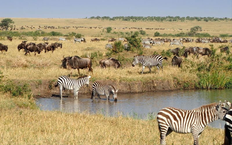 Great Migration