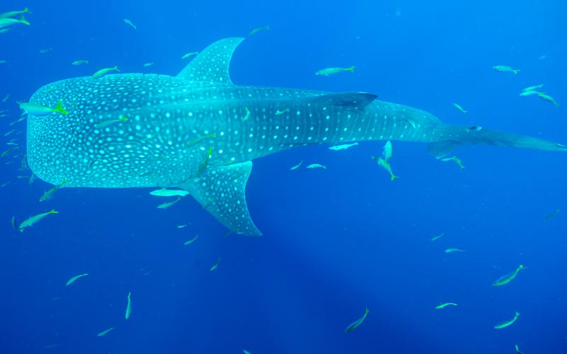 Whale Sharks
