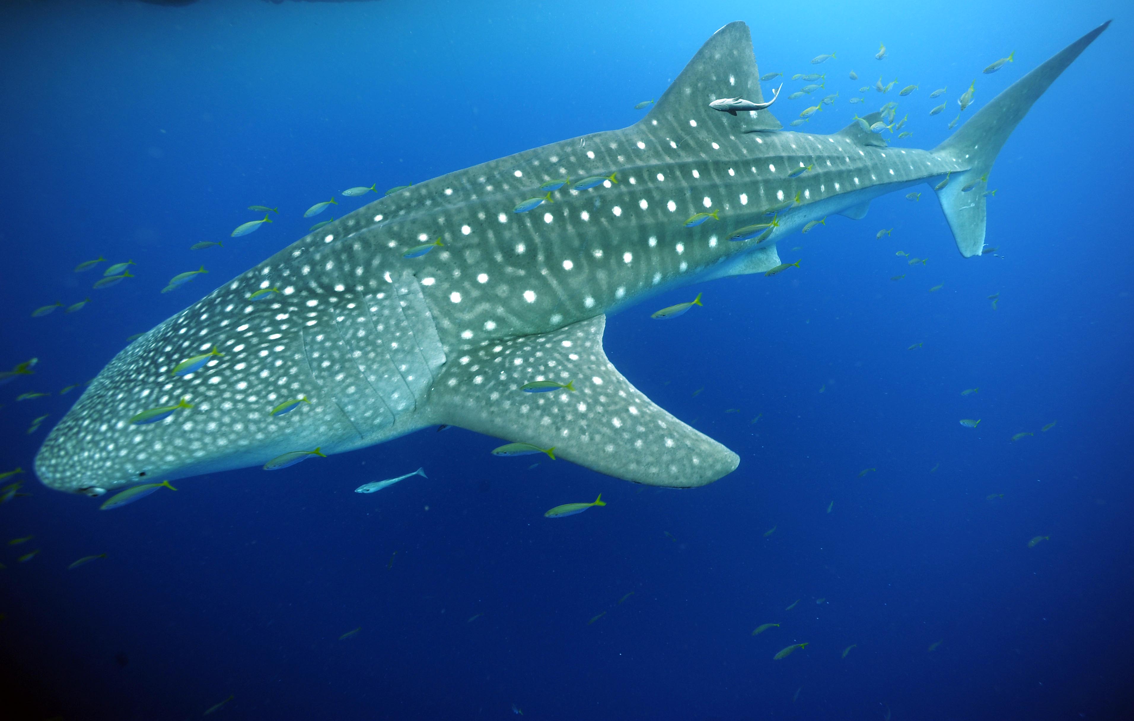 Whale Shark — Ocean Realm