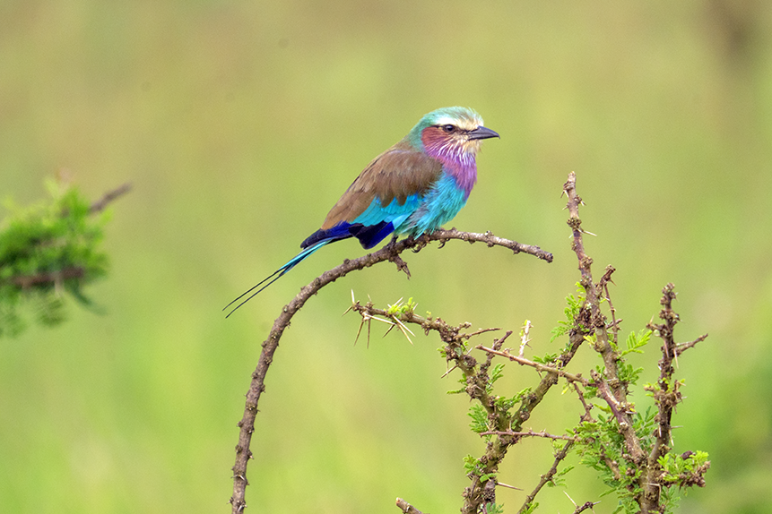 Lilac-Breasted Roller — Sky Realm